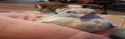 Quail poultry for sale: BUTTON Quails - Advert 7