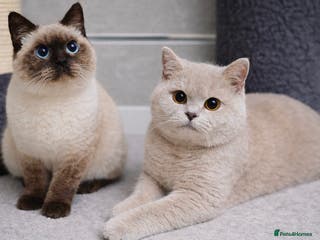 British Shorthair cats Female Lilac And Chocolate Point British Shorthair - Advert 12