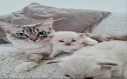 Ragdoll cats for sale: Quality Ragdoll Kittens - Image 6