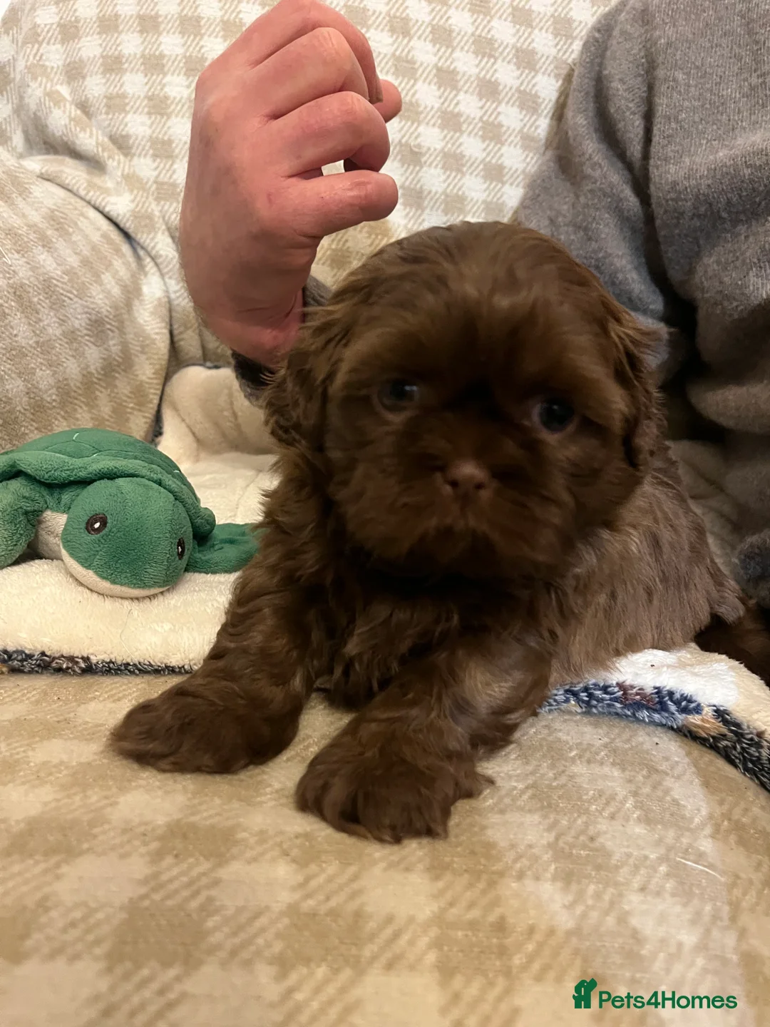 Shih Tzu dogs for sale: Adorable lavender & chocolate Shih Tzu puppies  - Advert 9
