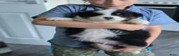 Australian Shepherd dogs for sale: Australian Shepherd  - Advert 5