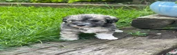 Schnoodle dogs for sale: Gorgeous Schnoodle Puppies  - Advert 26