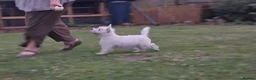 West Highland Terrier dogs for sale: West highland white terrier  - Advert 30