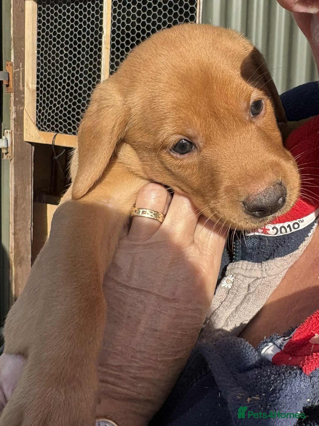 Labrador Retriever dogs for sale: KC Reg Fox red labrador litter of 6 dogs 4 bitches - Advert 36