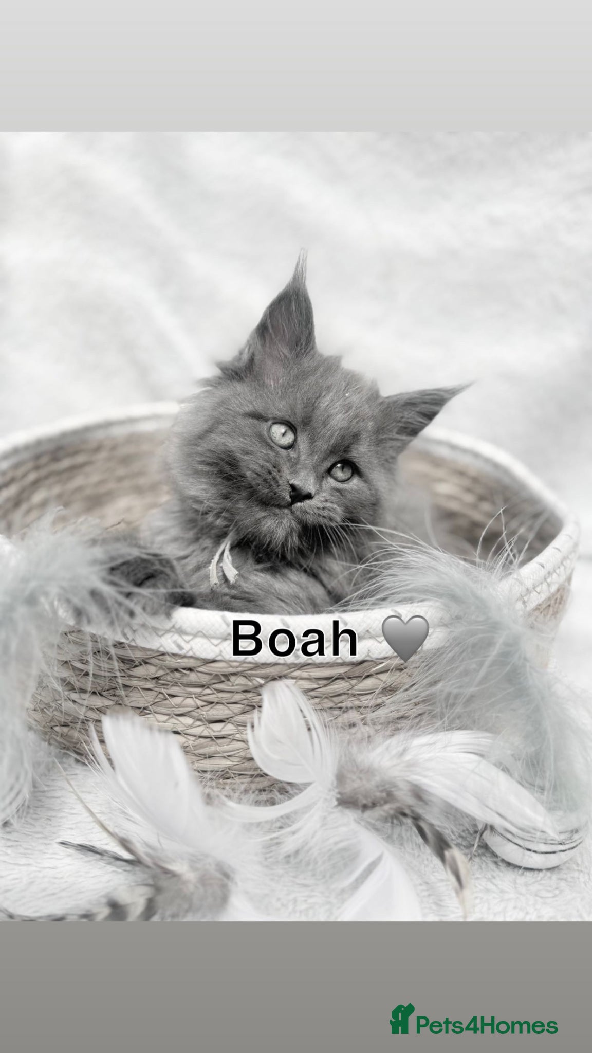 Maine Coon cats 3 Maine coon boys  - Advert 1