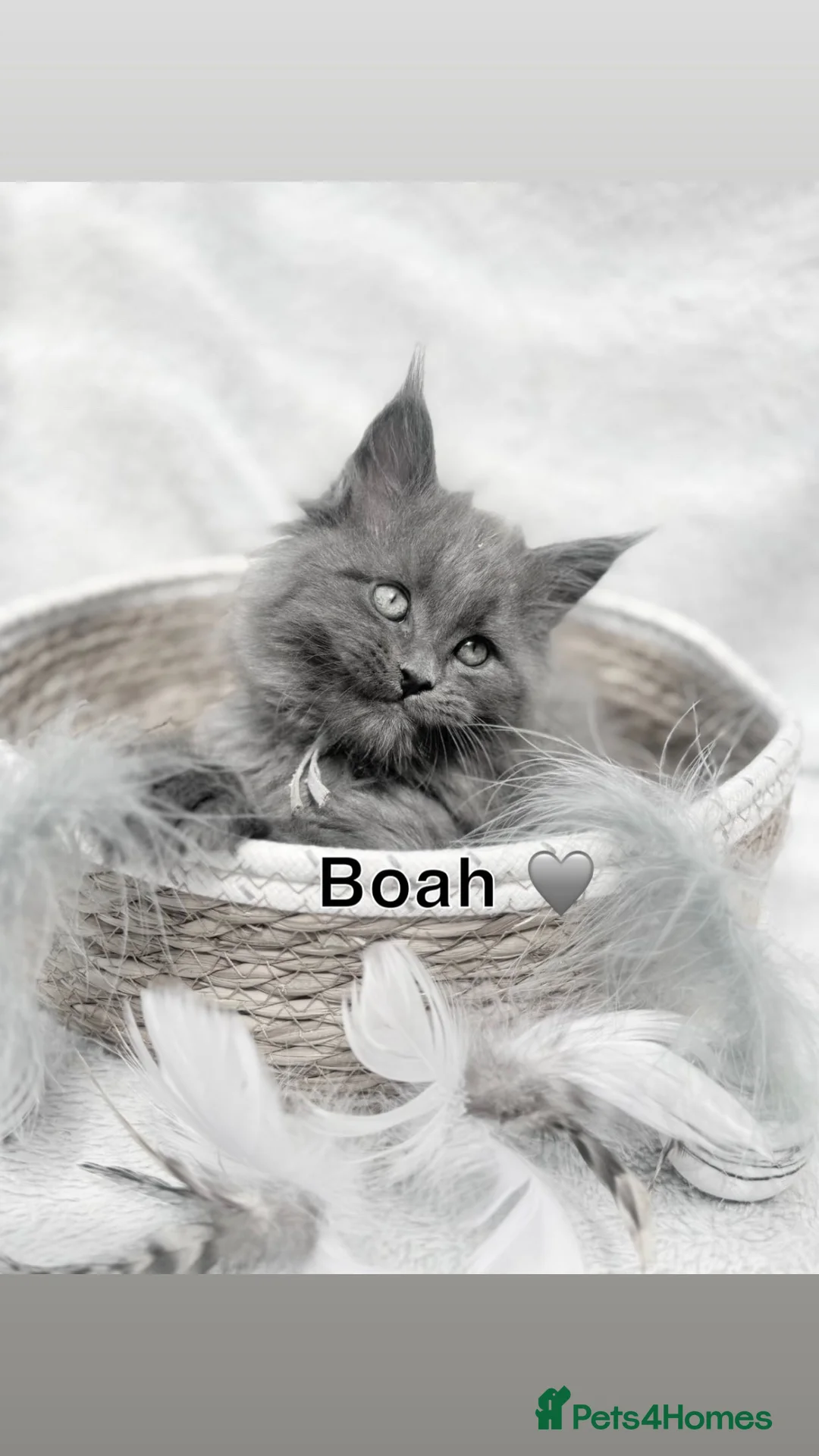 Maine Coon cats for sale: 3 Maine coon boys  - Advert 1