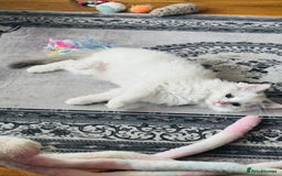 Ragdoll cats for sale: 2 Mink & 1 Blue Point Fluffy Babies  - Image 12