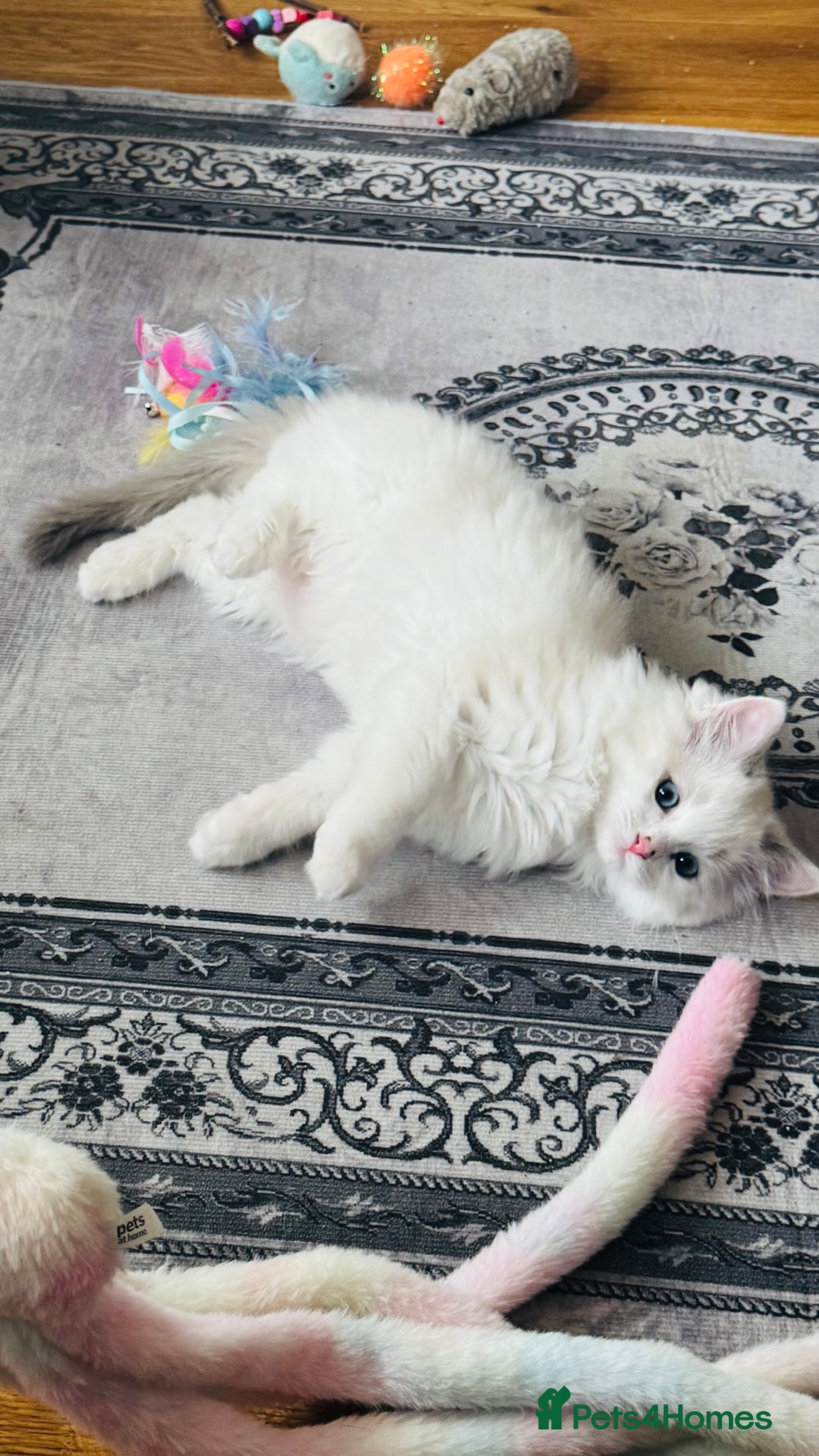 Ragdoll cats for sale: 2 Mink & 1 Blue Point Fluffy Babies  - Image 12