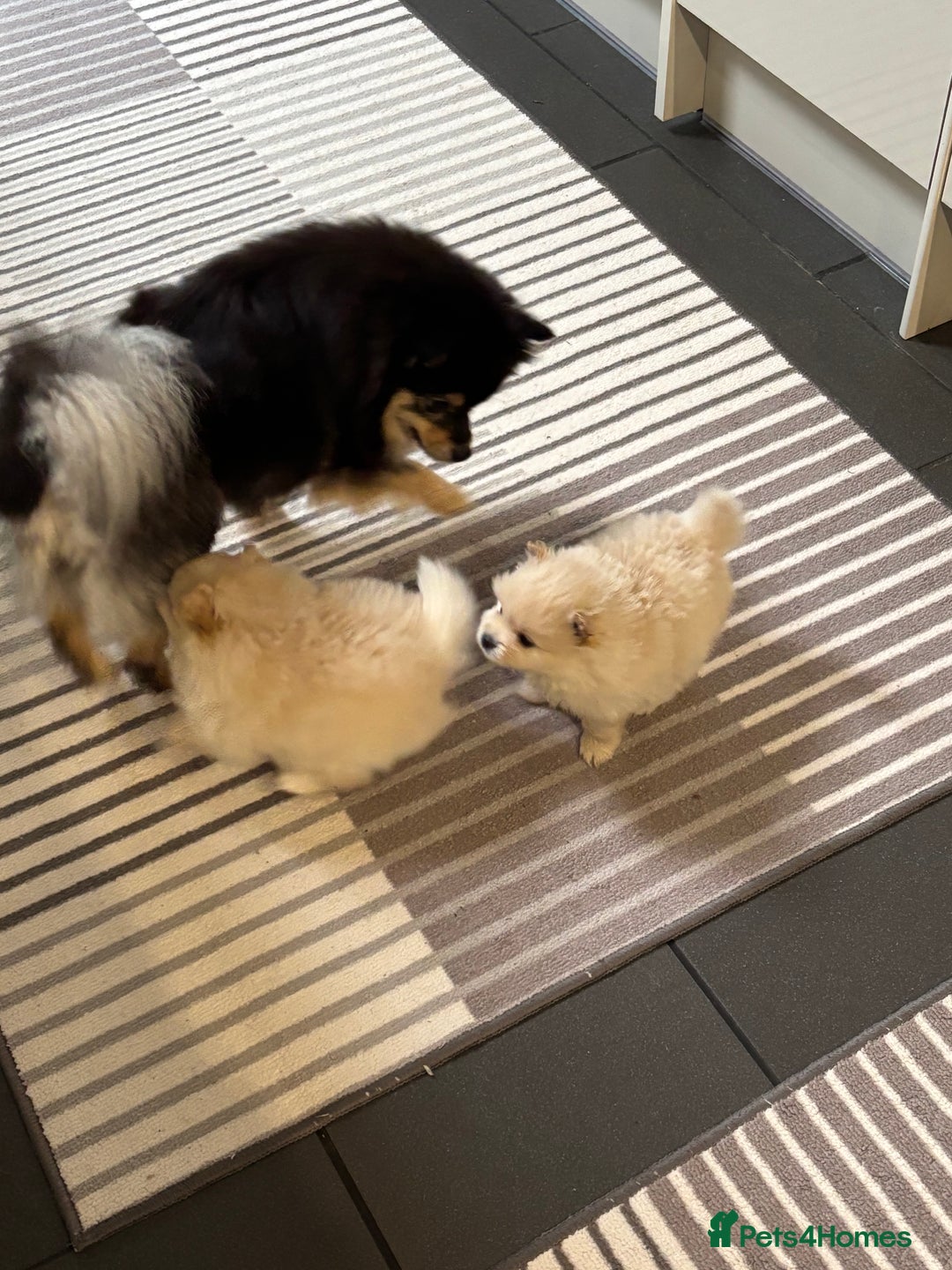 Pomeranian dogs for sale:  Pomeranians pups ready to go on 31st dec  - Advert 8