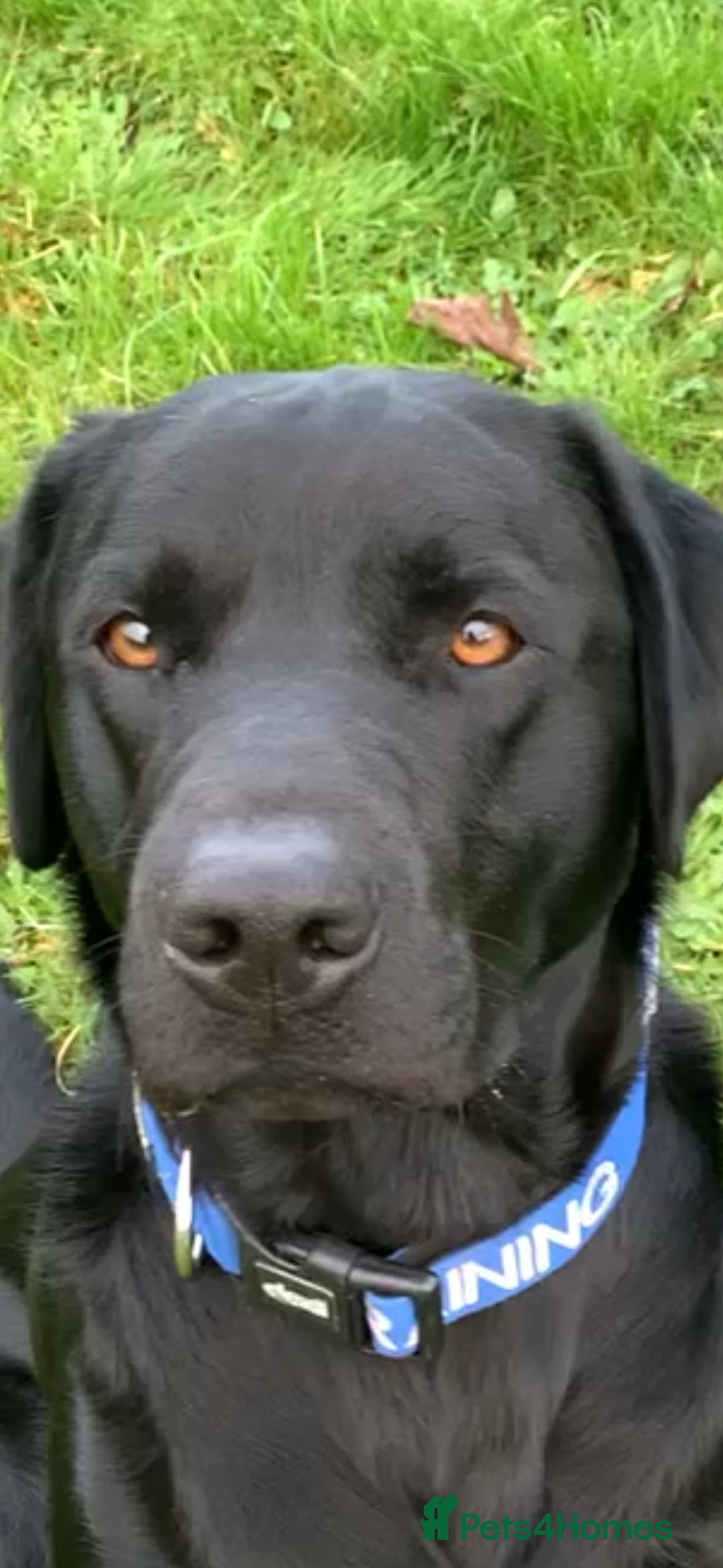 Labrador Retriever dogs for sale: Labrador Puppies  - Advert 4