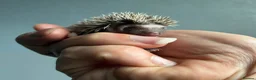 Pygmy Hedgehog rodents for sale: Beautiful Pygmy hedgehogs for sale!  - Advert 9