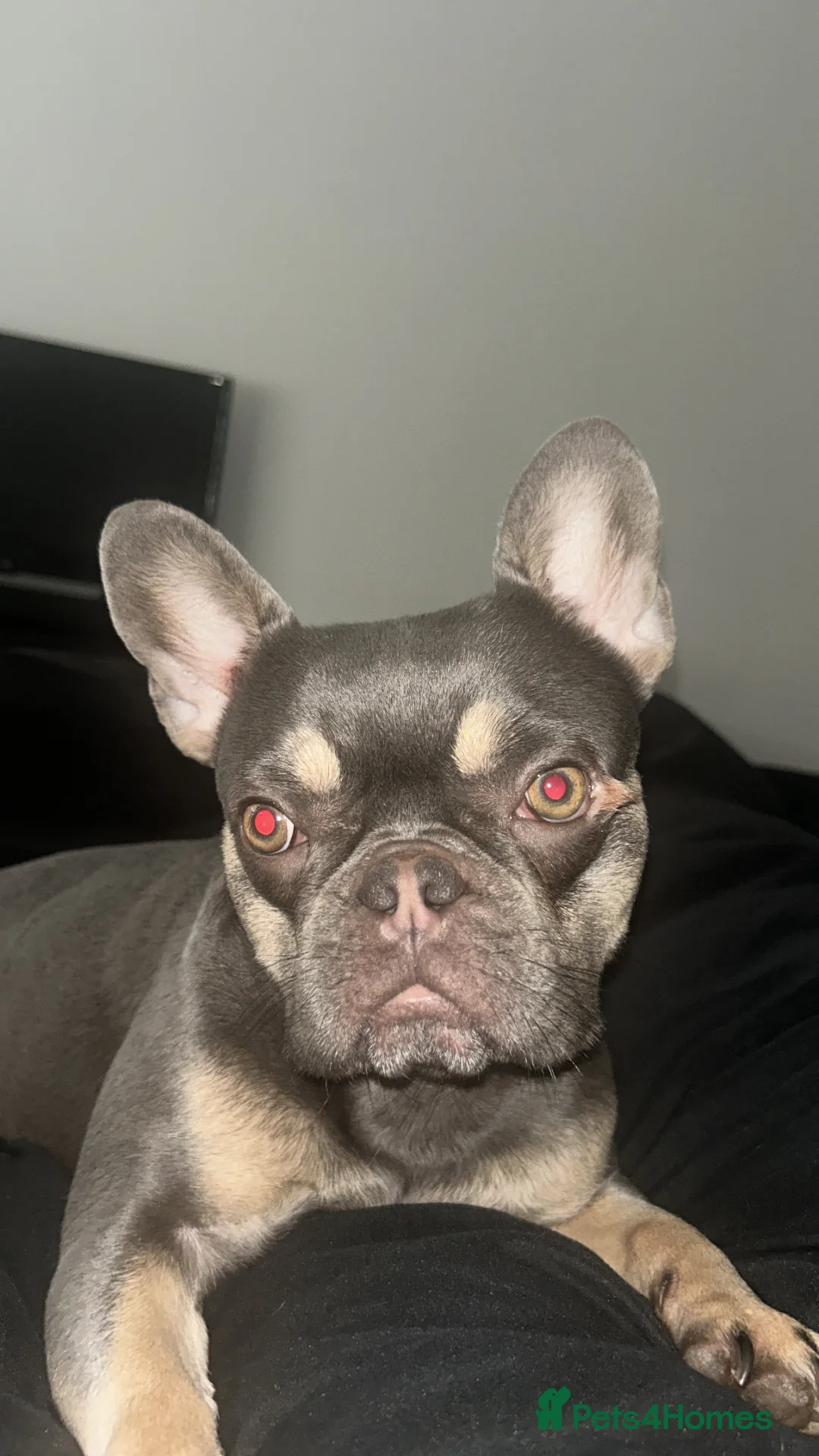 French Bulldog dogs for sale: French Bulldog - Advert 10
