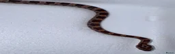 Corn Snake reptiles for sale: Baby Corn Snakes 🐍  - Advert 22