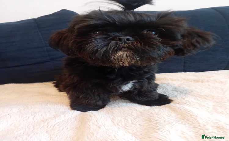 Shih Tzu dogs - Advert 15