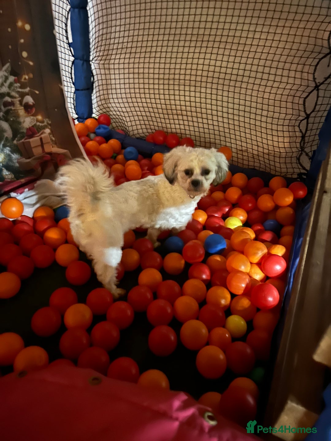 Mixed Breed dogs for stud: Stud dog Schichon /zichon  - Advert 2