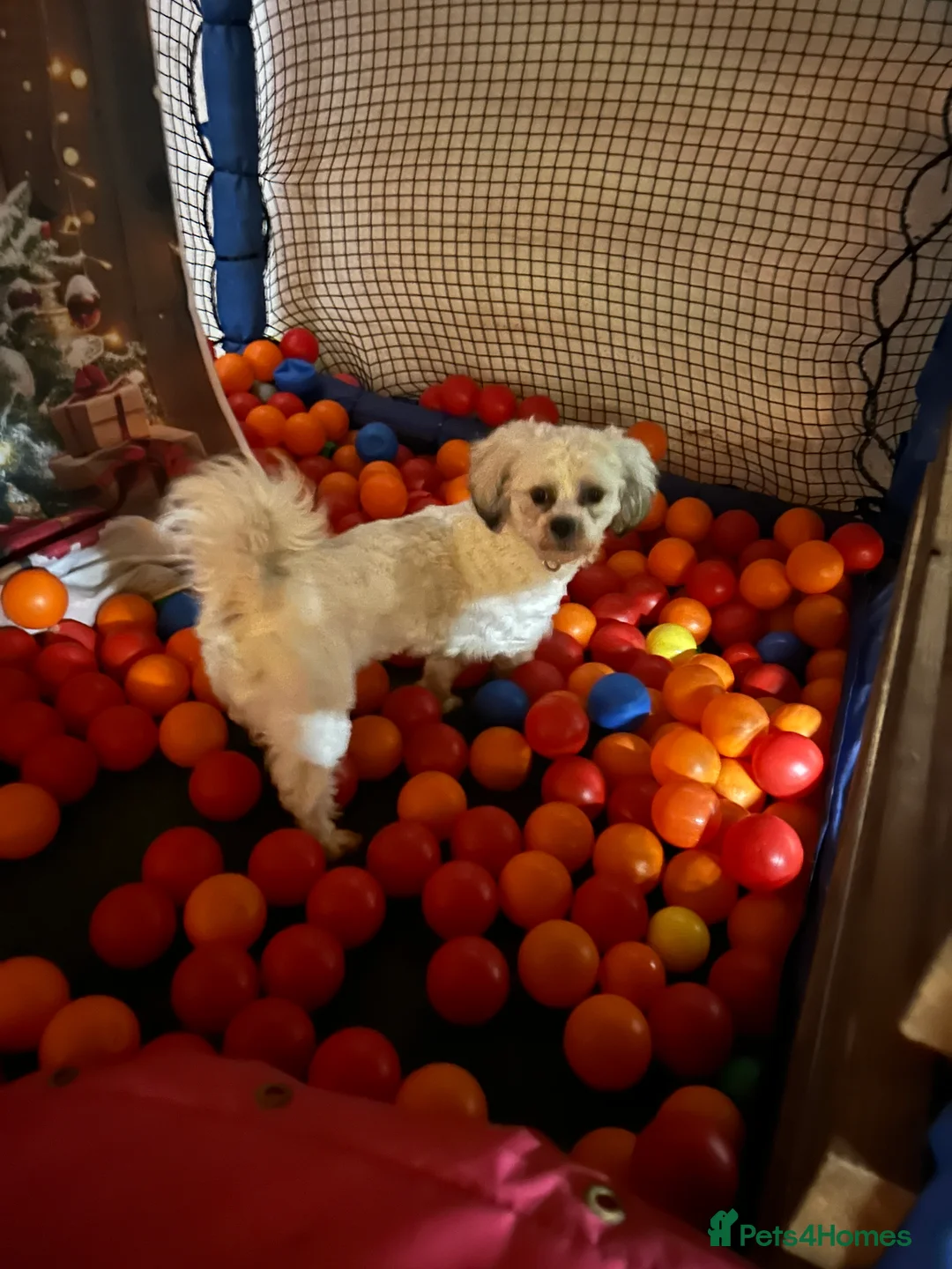 Mixed Breed dogs for stud: Stud dog Schichon /zichon  - Advert 2