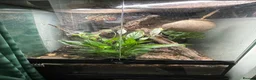 Mixed Breed reptiles for sale: 2 geckos 3 snakes  - Advert 14