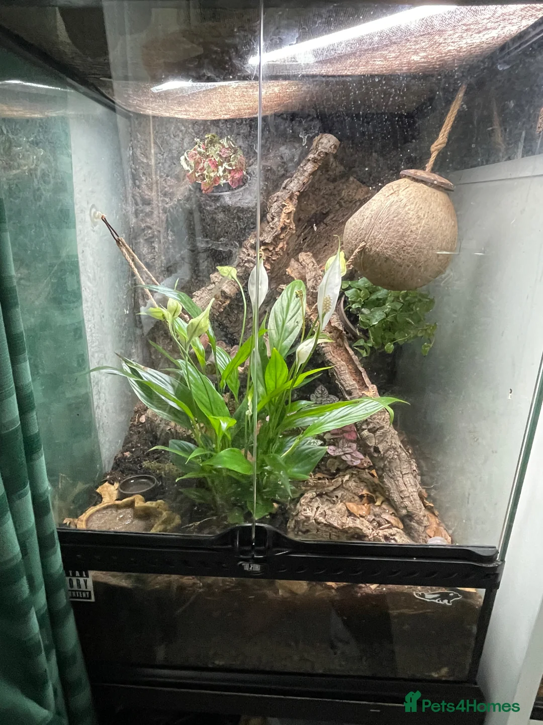 Mixed Breed reptiles for sale: 2 geckos 3 snakes  - Advert 14