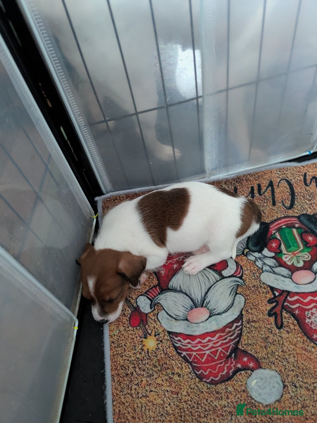 Mixed Breed dogs for sale: F1 jackcain  - Advert 14