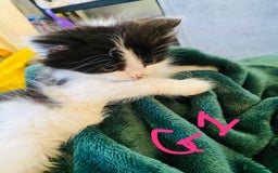 British Longhair cats for sale: British mix breed kittens for sale  - Advert 5