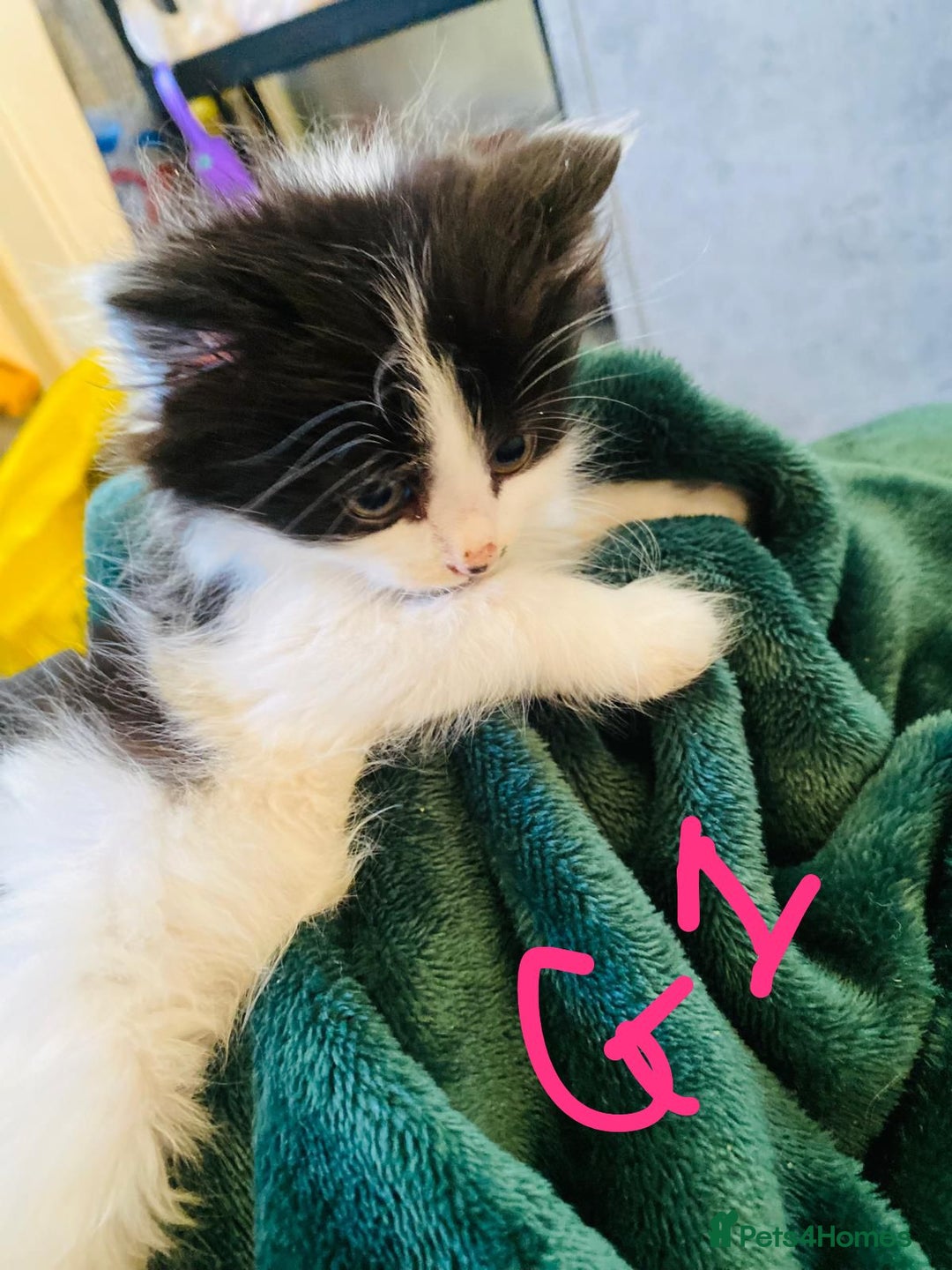 British Longhair cats for sale: British mix breed kittens for sale  - Advert 5