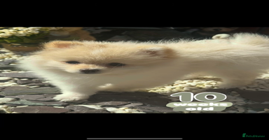 Pomeranian dogs in London - Advert 14