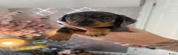 Miniature Dachshund dogs for sale: Beautiful babies - Advert 10