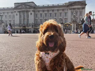 Cockapoo dogs Beautiful Cockapoo Puppy Looking for a Loving Home - Advert 2