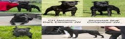 Staffordshire Bull Terrier dogs for sale: KC Registered Staffordshire Bull Terrier Pup - Advert 5