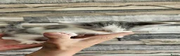 Mixed Breed cats for sale: Diluted Kittens READY for their forever homes  - Advert 10