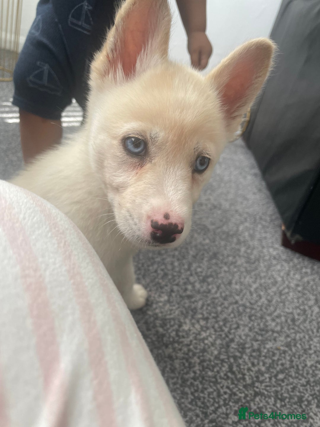 Siberian Husky dogs for sale: Puppy for sale bradford - Image 4