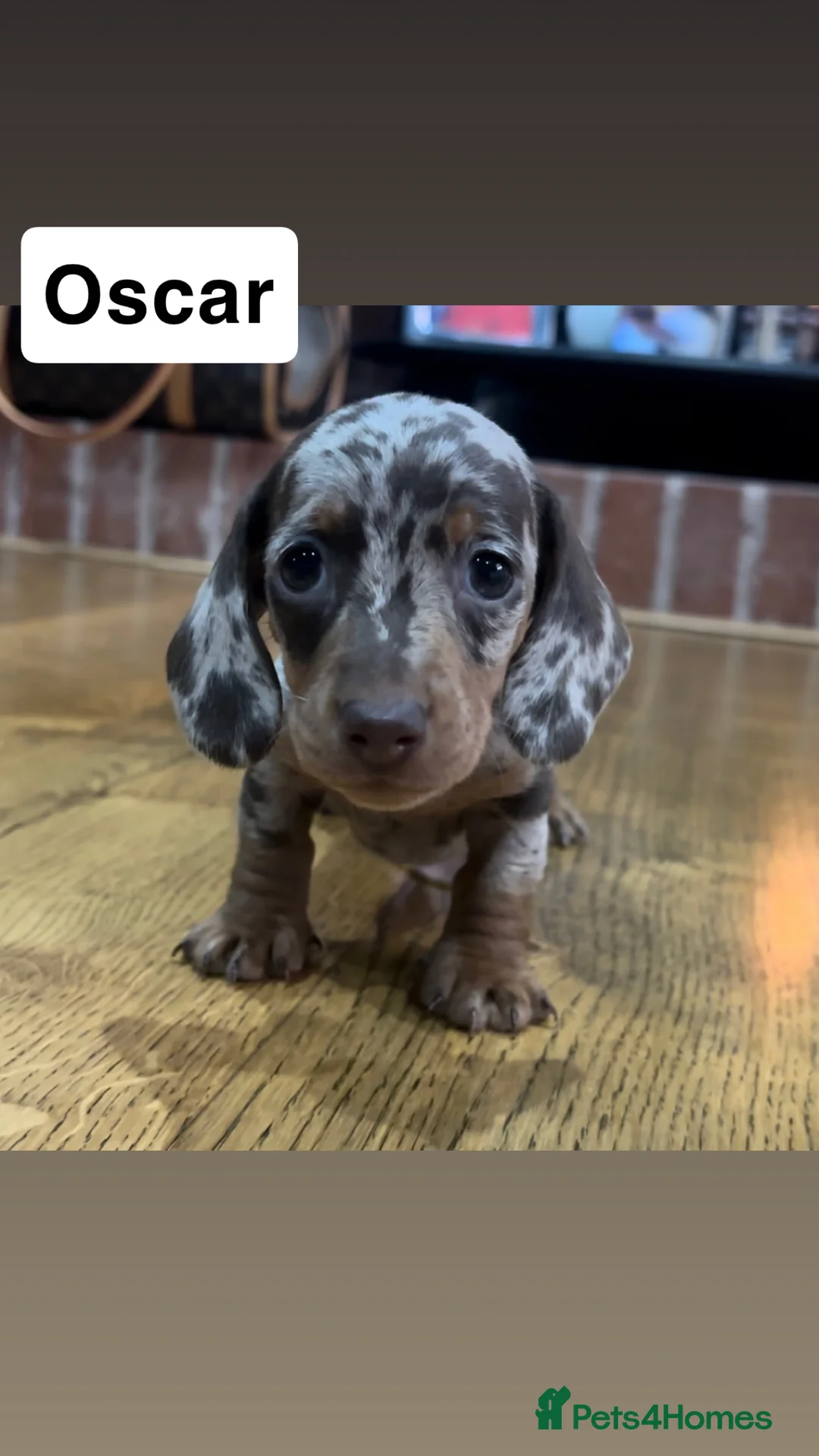 Miniature Dachshund dogs for sale: KC Registered Miniature Dachshunds Puppies🐾❤️ - Advert 2