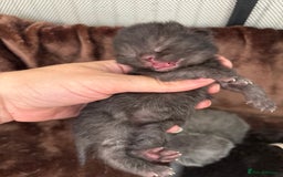 British Shorthair cats for sale: Pure British shorthair  - Image 16