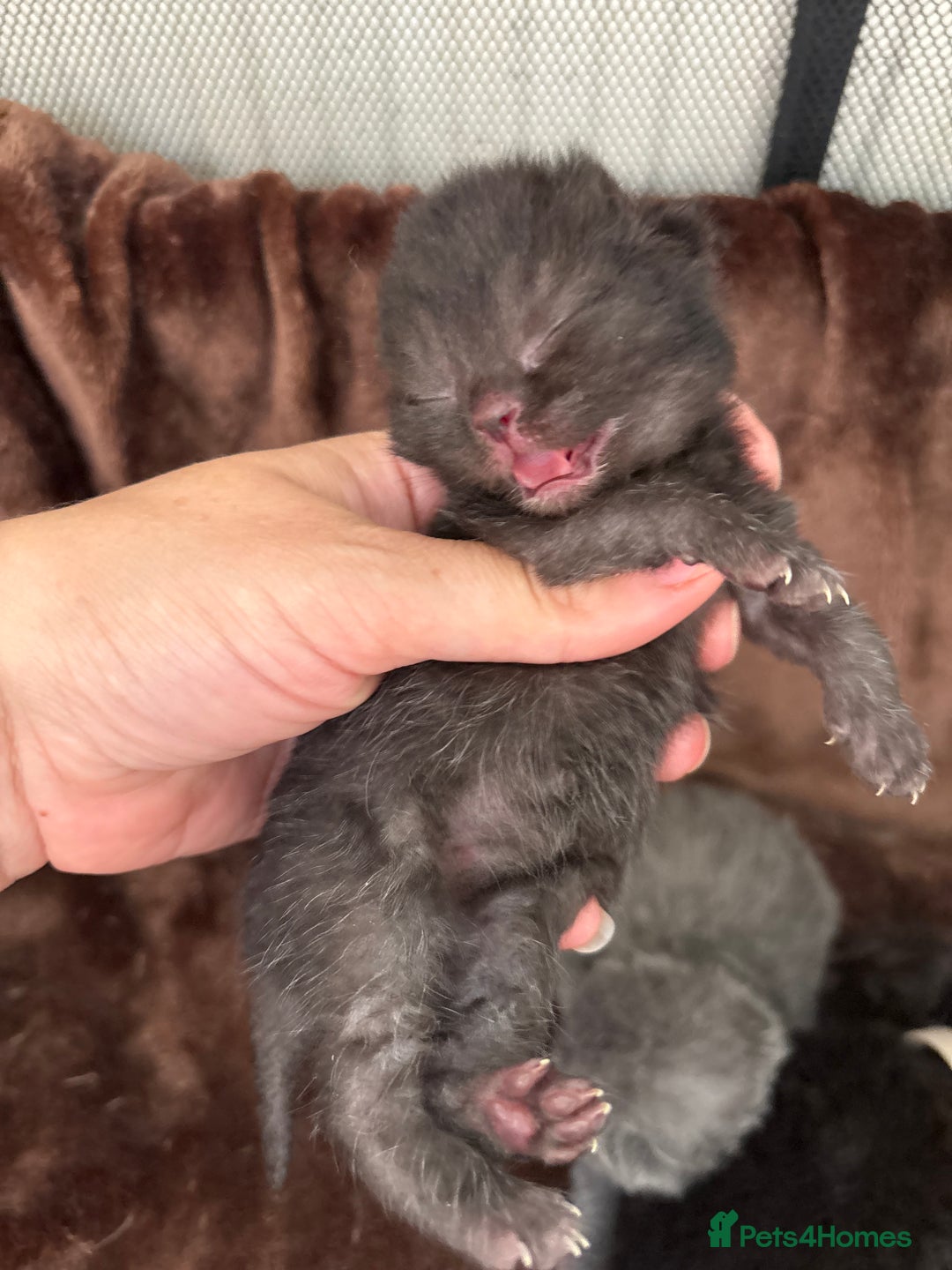 British Shorthair cats for sale: Pure British shorthair  - Image 16