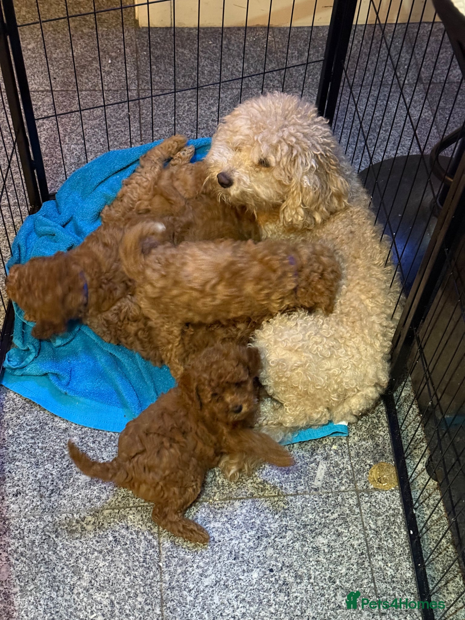 Cavapoo dogs Gorgeous Cavapoo Puppies for Sale – Ready Soon! - Advert 1