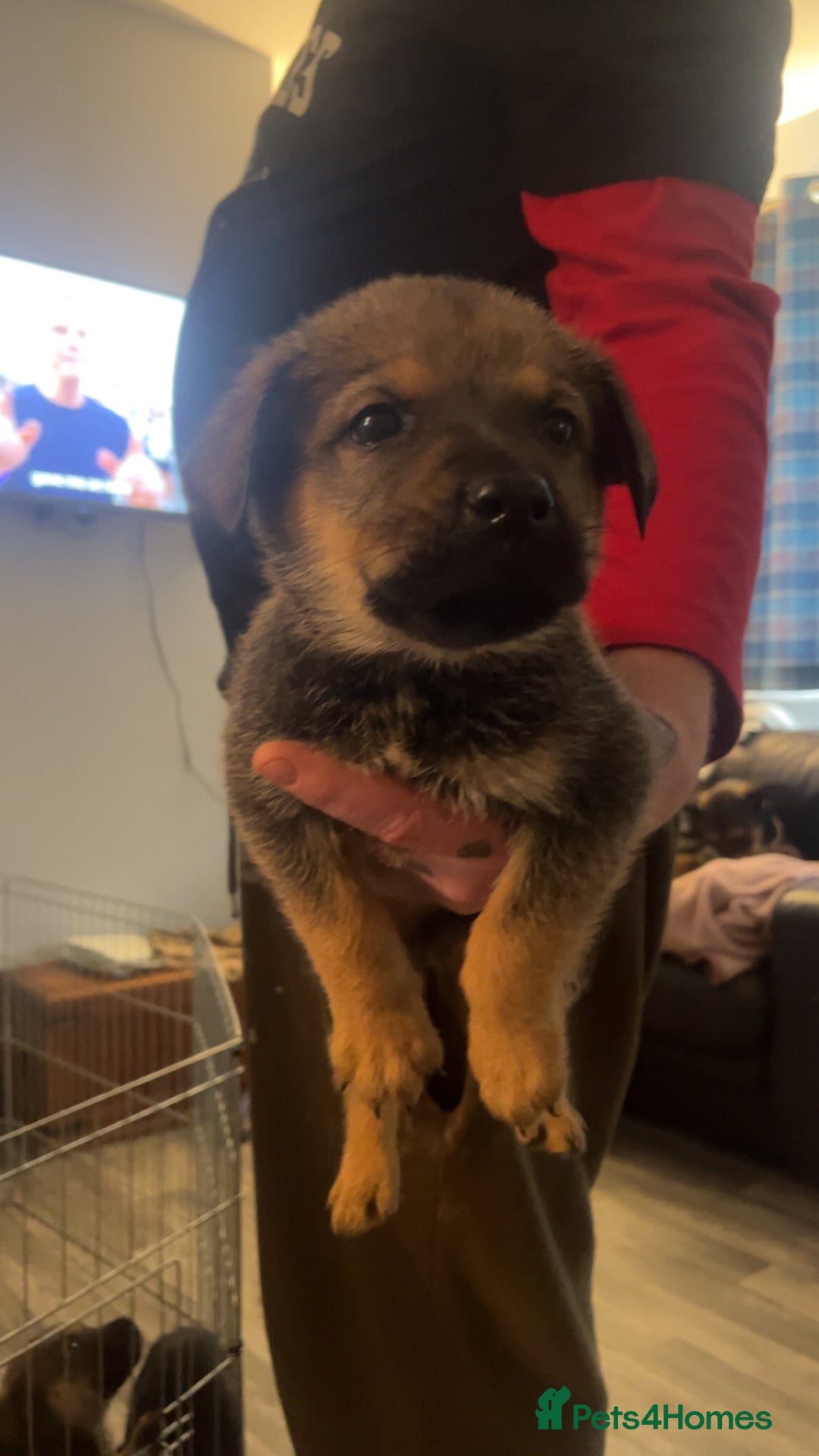 Mixed Breed dogs for sale: male mixed breed - Image 2