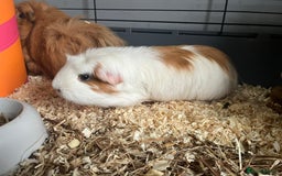 Guinea Pig rodents for sale: X2 bonded Guinea pigs females with indoor set up - Image 3