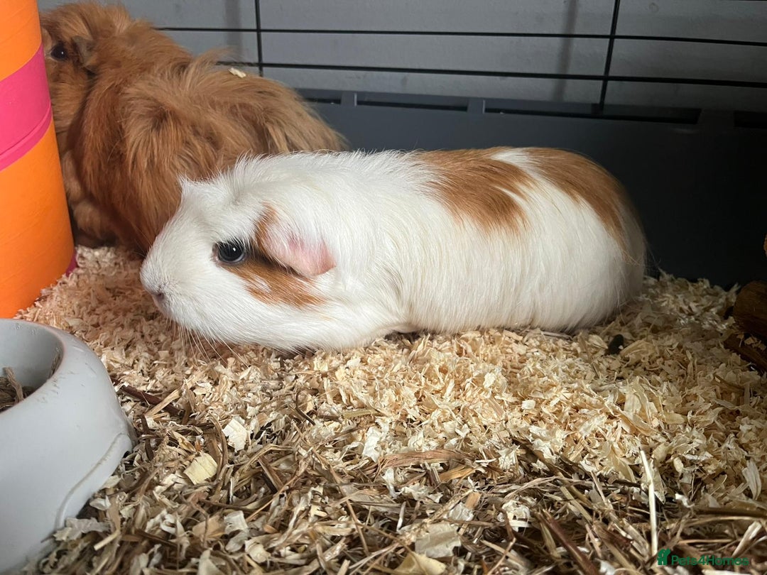 Guinea Pig rodents for sale: X2 bonded Guinea pigs females with indoor set up - Image 3