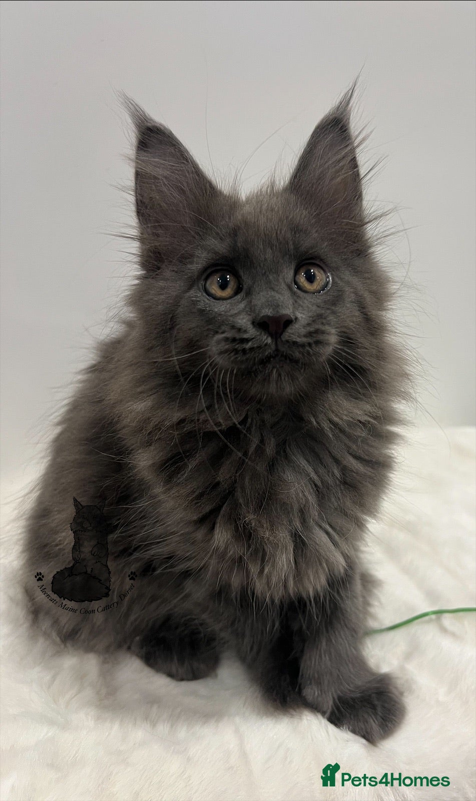 Maine Coon cats TICA blue female Maine Coon girl stunning nice  - Advert 5