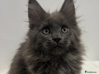 Maine Coon cats TICA blue female Maine Coon girl stunning nice - Advert 1