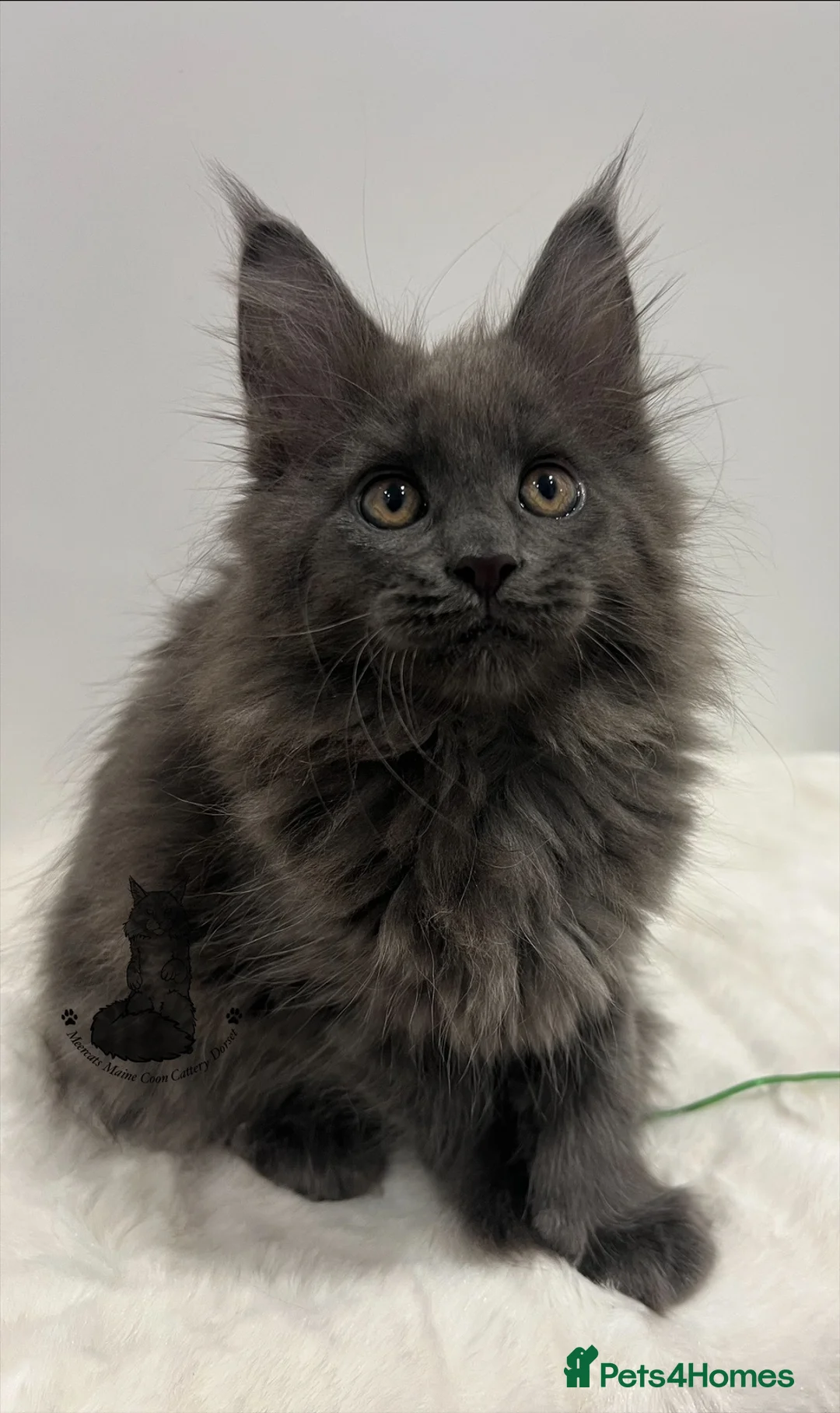 Maine Coon cats for sale: TICA blue female Maine Coon girl stunning nice  - Advert 2