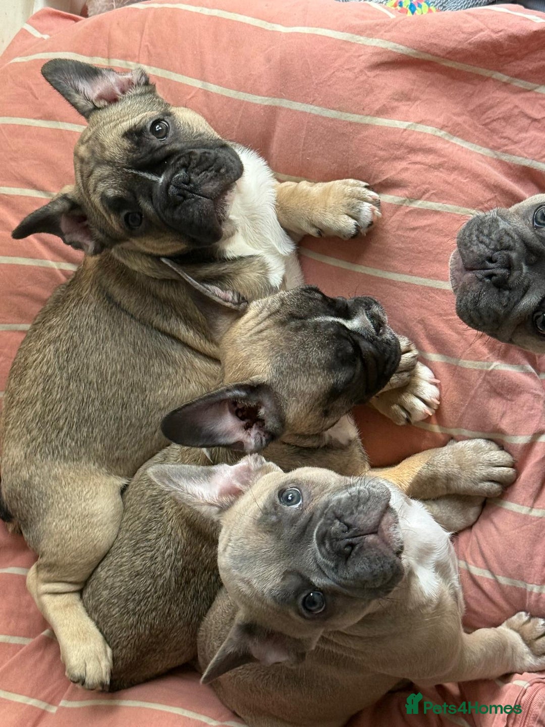 French Bulldog dogs for sale: French bulldogs puppies - Image 11