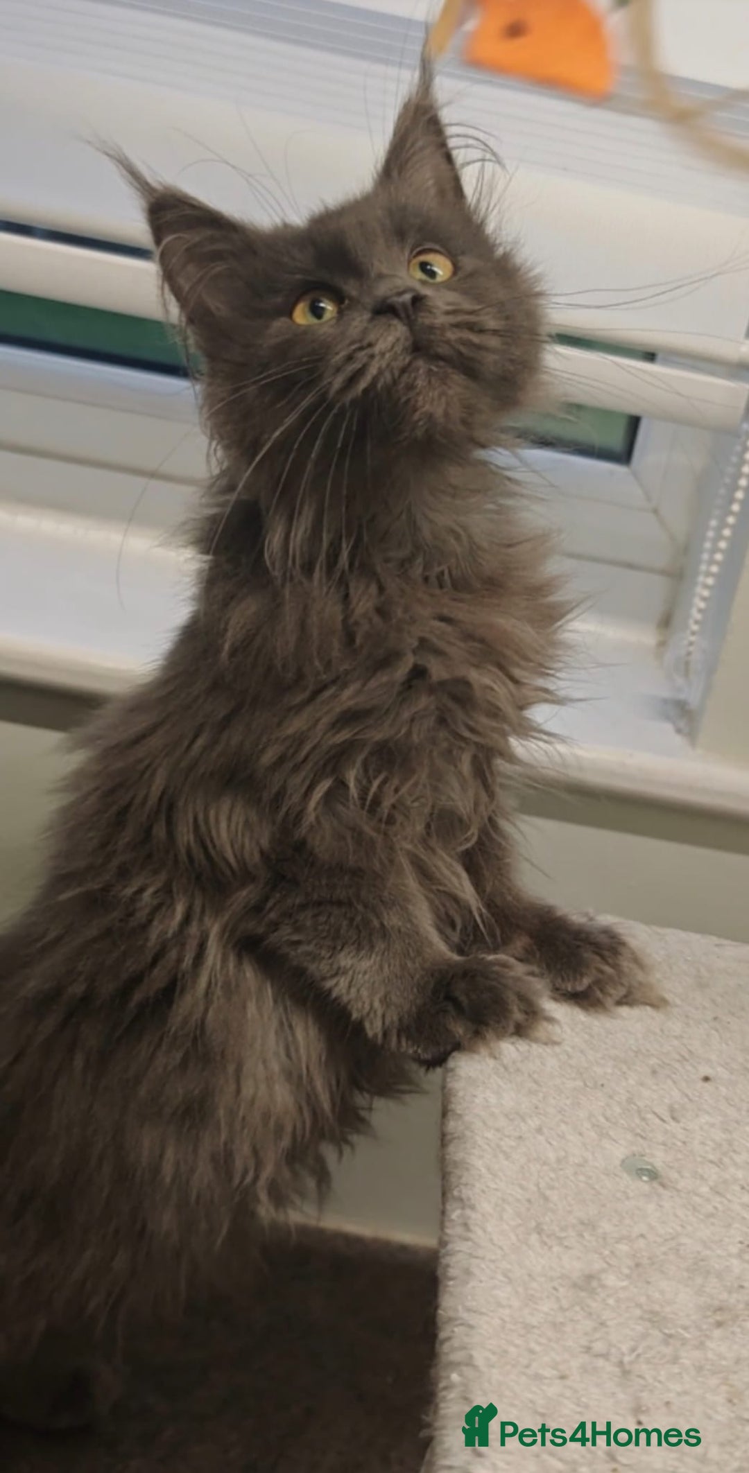 Maine Coon cats for sale: Beautiful Maine coon kittens - Advert 15