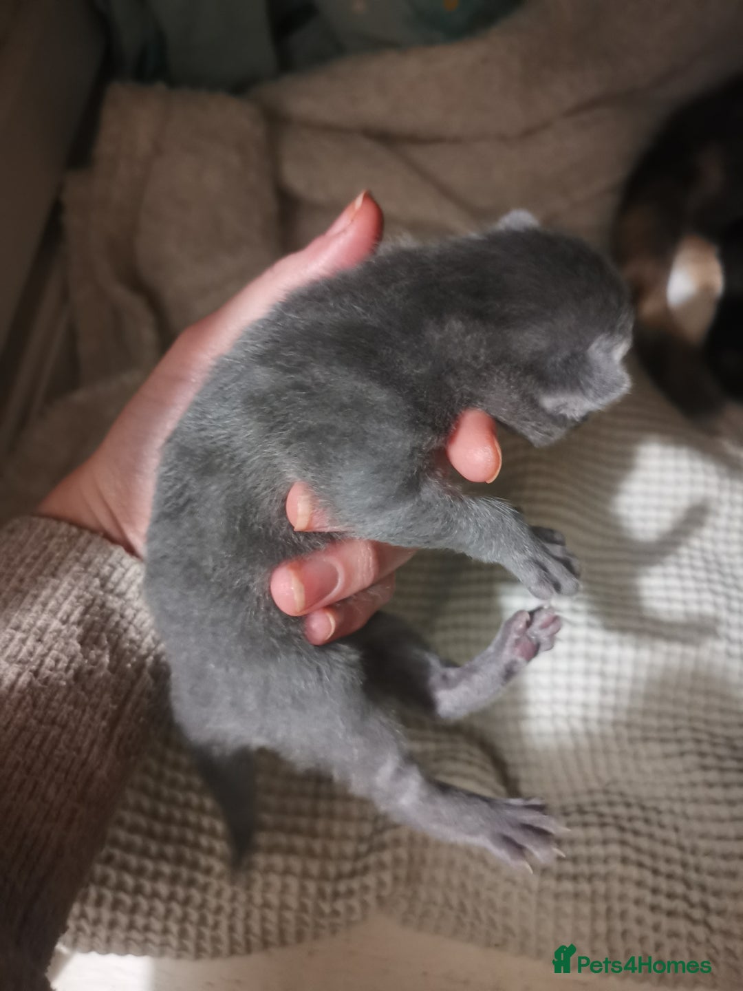 Domestic Shorthair cats for sale: Beautiful litter of kittens - Image 10