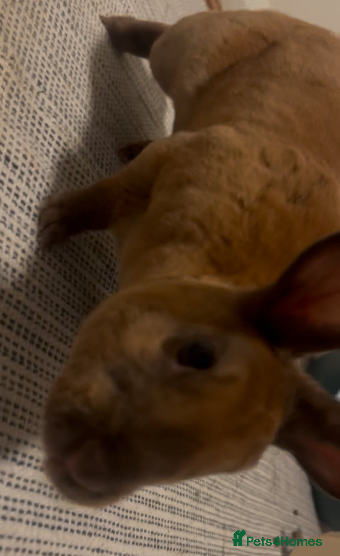 Rex rabbits for sale: gentle & playful purebred mini rex  - Image 6