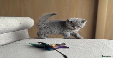 British Shorthair cats - Advert 8