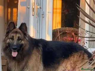 German Shepherd dogs 8 Years Old Male German Shepherd - Advert 6