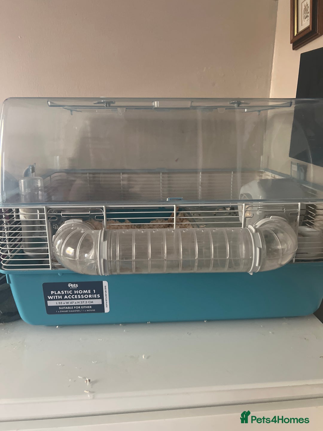 Hamster rodents for sale: Dwarf hamster needs rehoming  - Advert 4