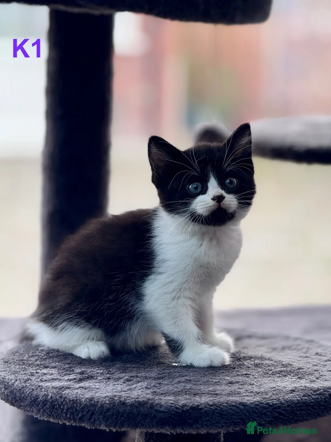 Mixed Breed cats for sale: Adorable Kittens for sale  in Hayes - Advert 1