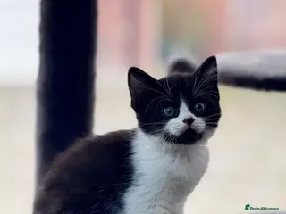 Mixed Breed cats Adorable Kittens for sale - Advert 1